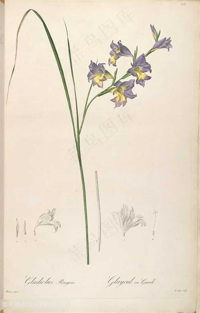 高清花草复古雷杜德原版图谱