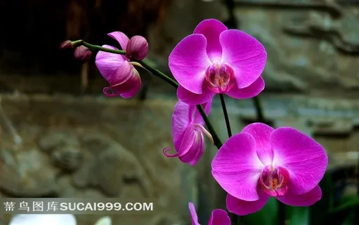 盛开的紫红色兰花 盛开的紫红色兰花