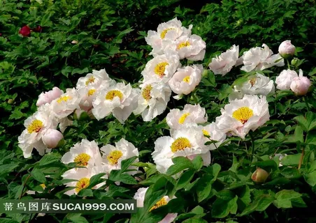 高清白牡丹花图片下载 高清白牡丹花图片下载