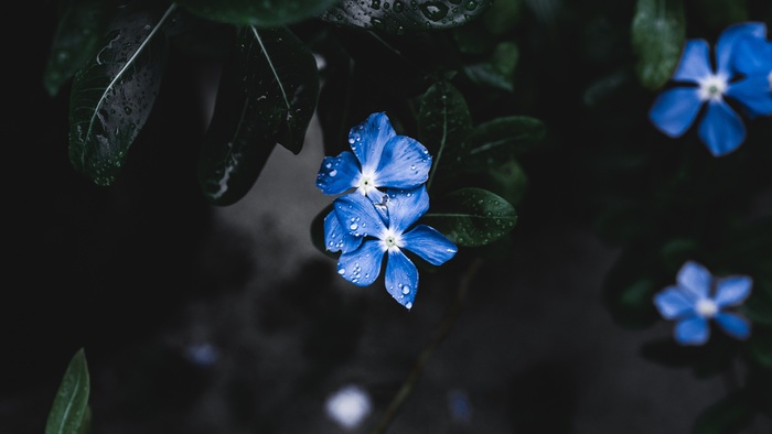 高清紫色小花