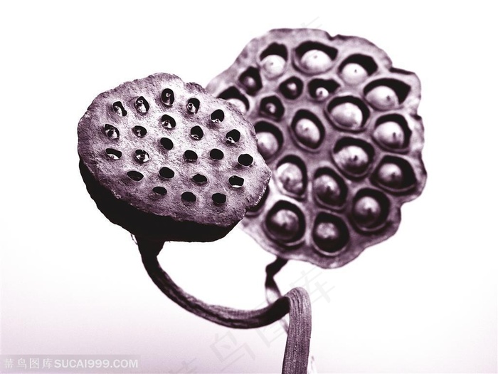 荷花物语-干枯的褐色莲蓬