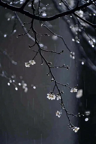 冬天雪花枝叶植物简约意境，冬季小雪大雪冬至摄影图