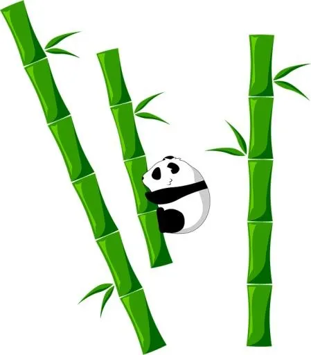 竹子 PNG免抠(632x720)