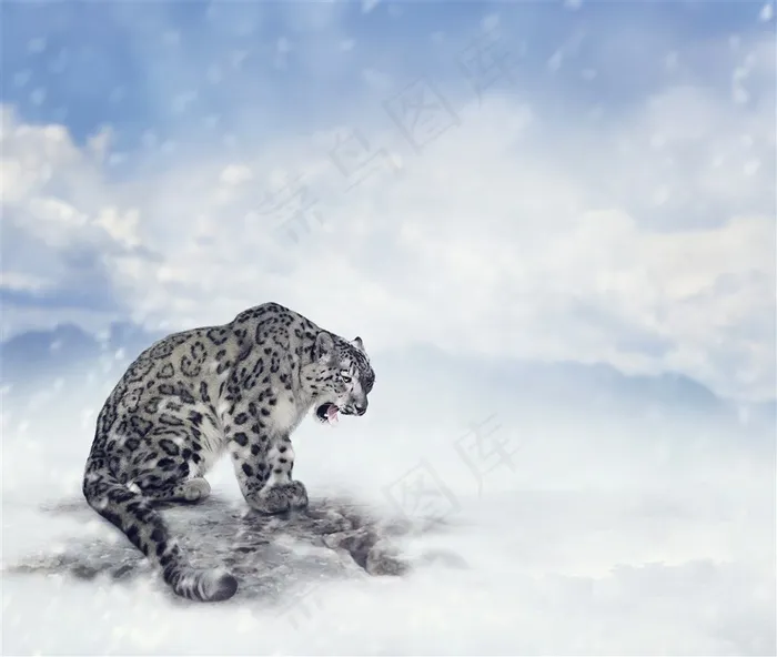 雪地里的老虎
