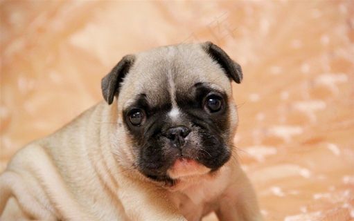 可爱的英国斗牛犬狗狗素材