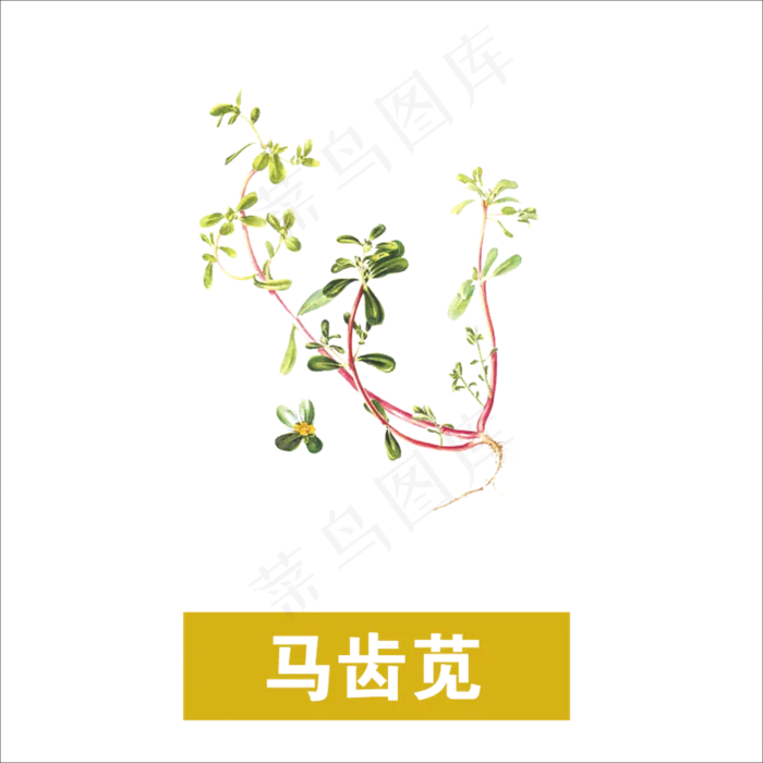 手绘草本中药药材马齿苋