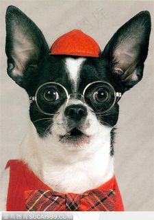 宠物狗（可爱搞笑）