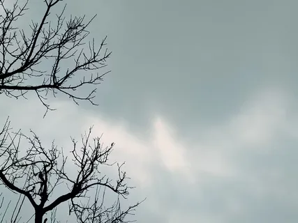 天空树枝实物摄影图