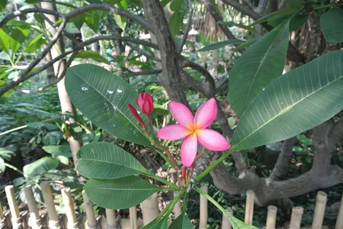 热带植物花卉