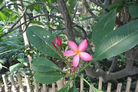 热带植物花卉 热带植物花卉