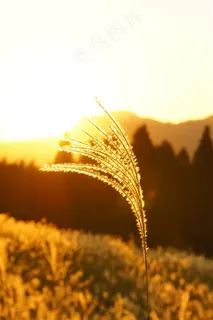 漂亮的芦苇丛摄影图片 漂亮的芦苇丛摄影图片