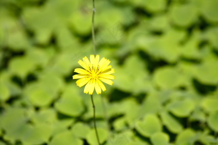 小黄花图片