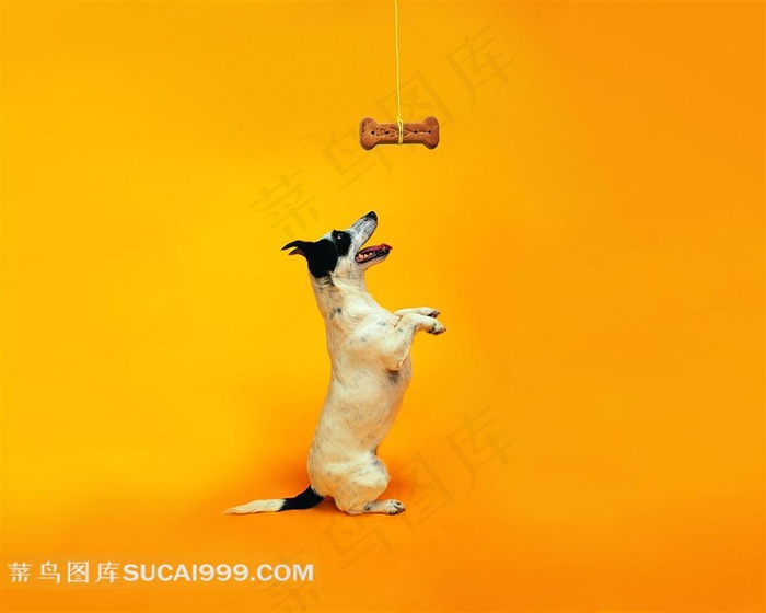 抬腿吃骨头的小狗摄影素材