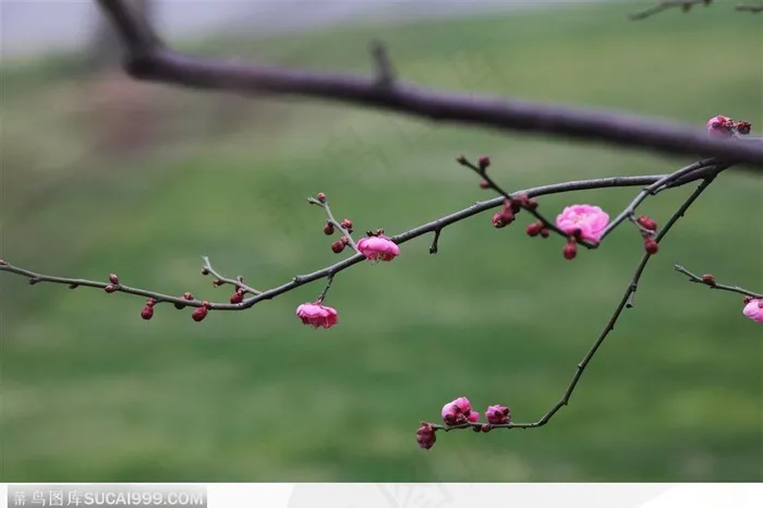 梅花情缘-一枝艳丽的梅花