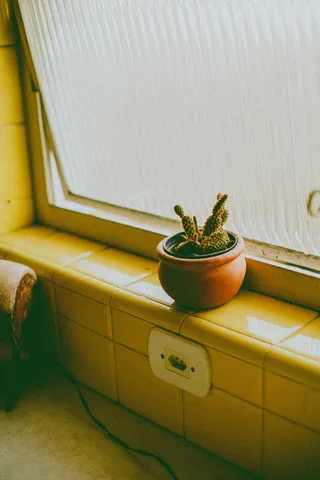 绿色仙人掌仙人球摄影素材