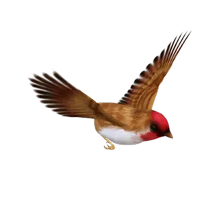 小鸟黄鹂鸟免抠斑鸠