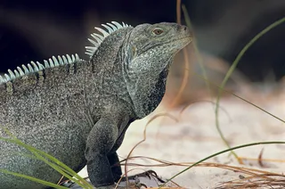 一只蜥蜴侧面近景图片