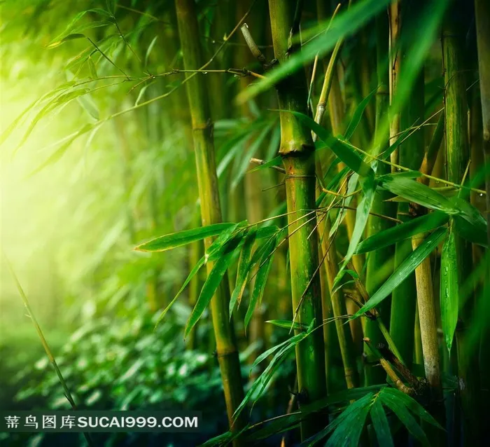 青青竹林竹子近景特写摄影高清图片
