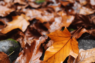 秋天落叶黄叶水河流摄影图