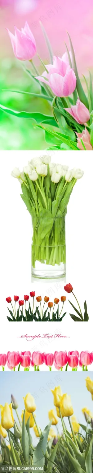漂亮的郁金香鲜花素材