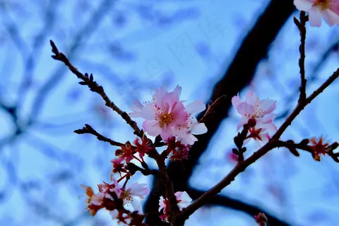 桃花枝桃花摄影图片 桃花枝桃花摄影图片