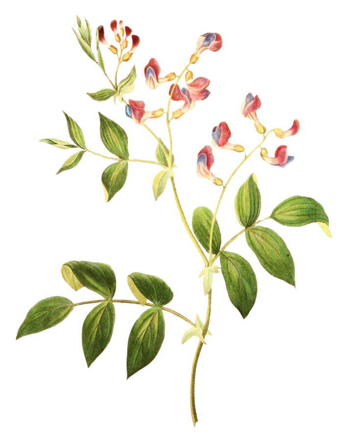 复古手绘植物花卉插画 免抠