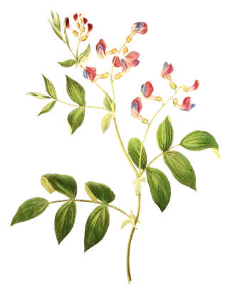 复古手绘植物花卉插画 免抠