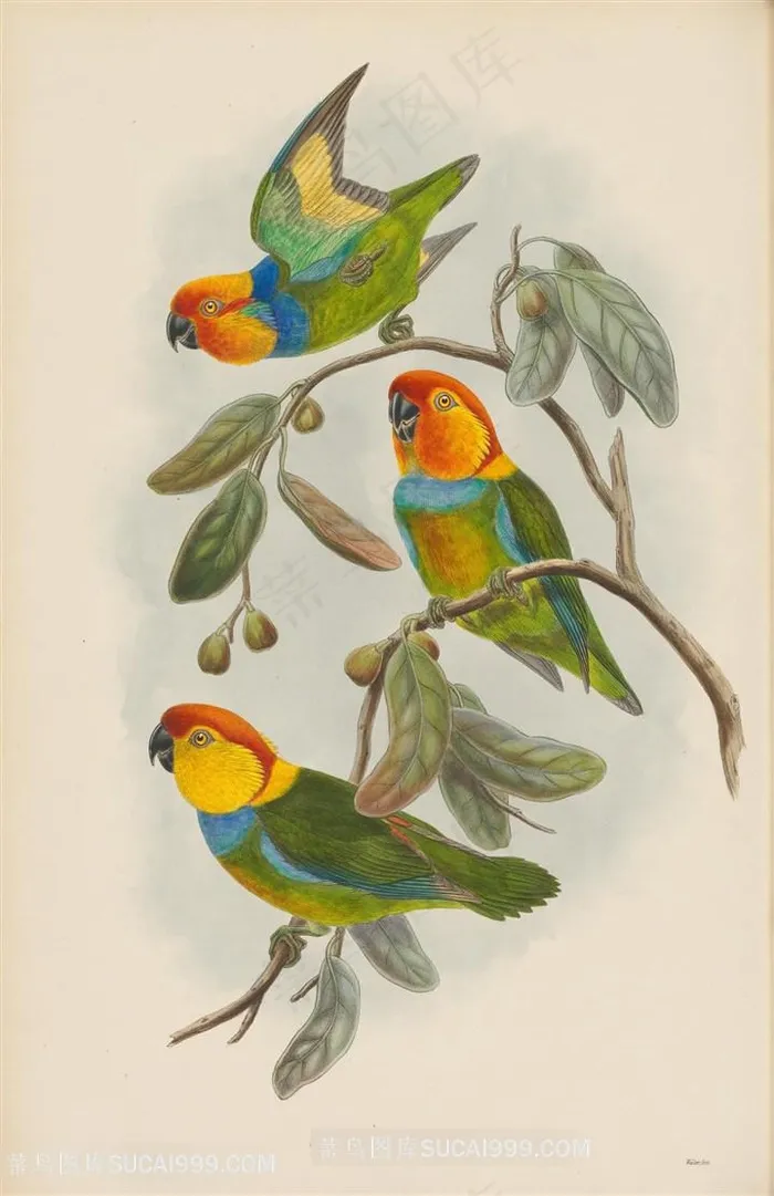 中式树枝水彩鹦鹉插画装饰画