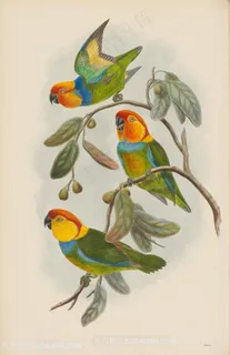 中式树枝水彩鹦鹉插画装饰画