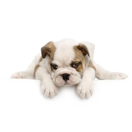 斗牛犬 PNG免抠(800x800)