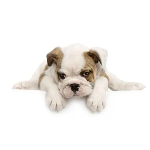 斗牛犬 PNG免抠(800x800)