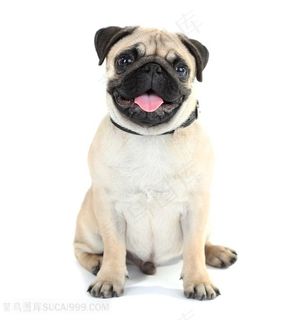 可爱的宠物狗动物狗狗图片