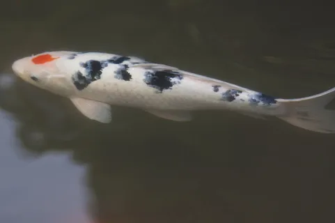 观赏锦鲤鱼图片