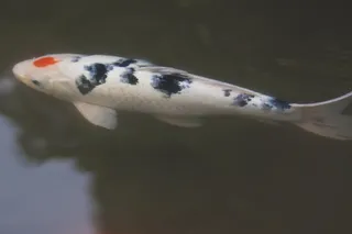 观赏锦鲤鱼图片