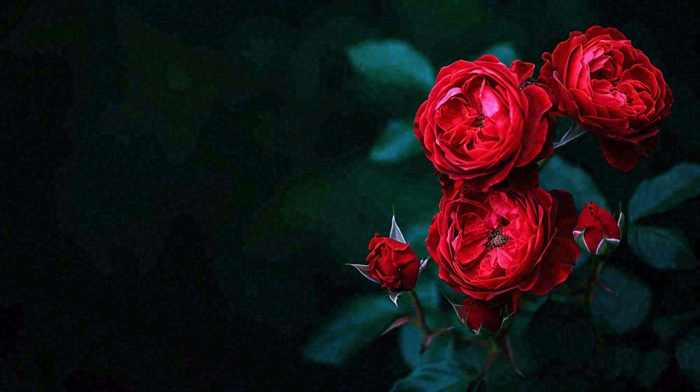 红玫瑰鲜花艳丽，花朵暗黑摄影图(1456x816)