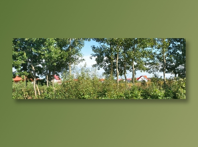 户外树林全景摄影环境贴图