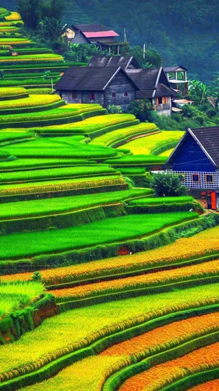 春天唯美绿色梯田种植，乡村小屋，谷雨摄影图