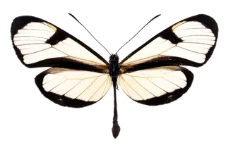 蝴蝶 彩蝶 花蝴蝶 动物 昆虫 免抠