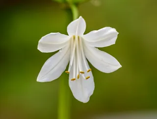 白色纯洁百合摄影素材