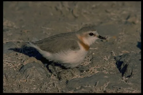 飞禽 233 飞禽 233