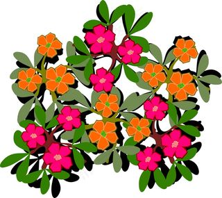 卡通马齿苋图片