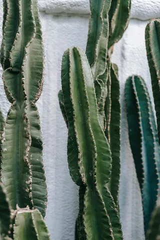 绿色仙人掌仙人球摄影素材