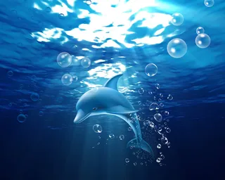 海豚玩耍吐气泡分层海底世界图