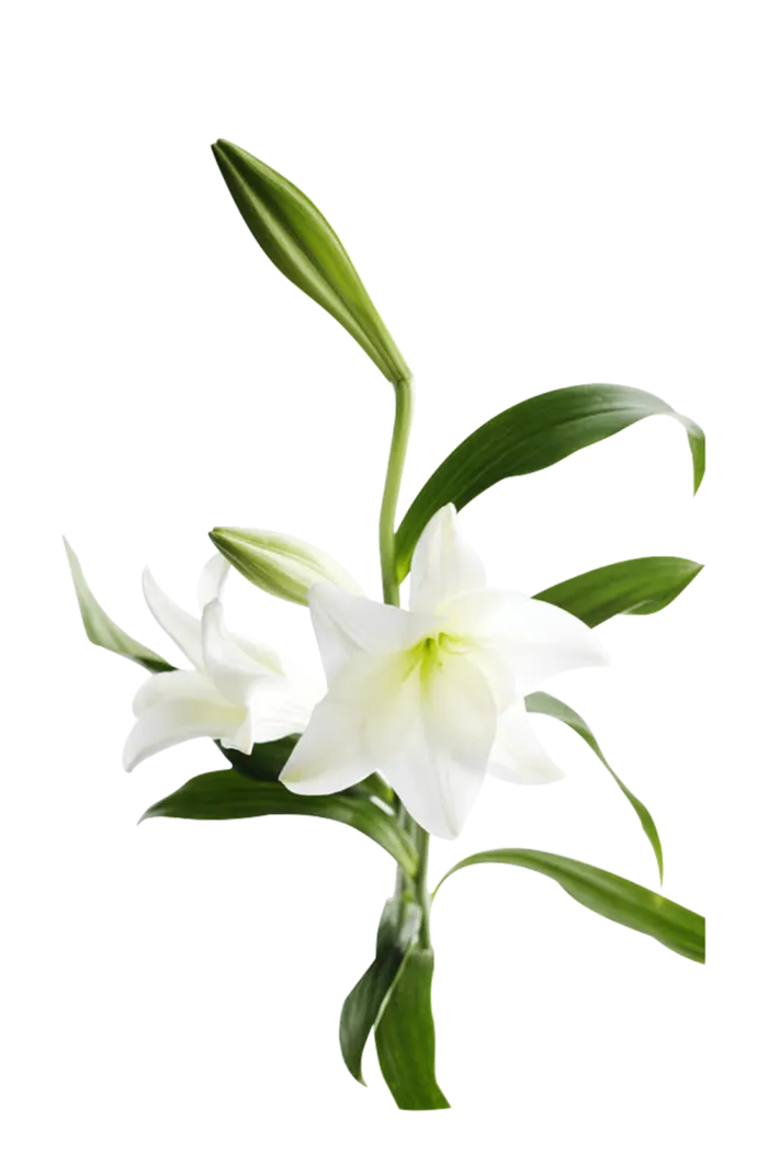 百合花 白色 鲜花 白色花 绿色 绿叶 叶子 免扣花蕊 