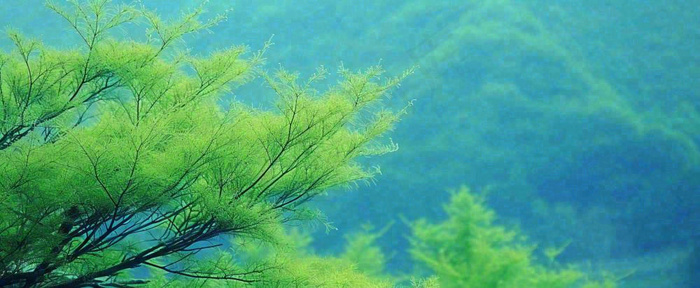 绿色树冠，绿色森林山脉，春天摄影图(1712x704)