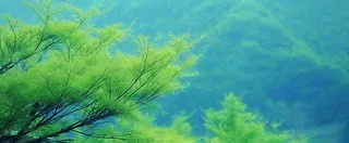 绿色树冠，绿色森林山脉，春天摄影图