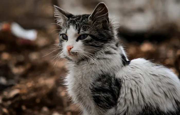 可爱猫咪猫猫摄影素材