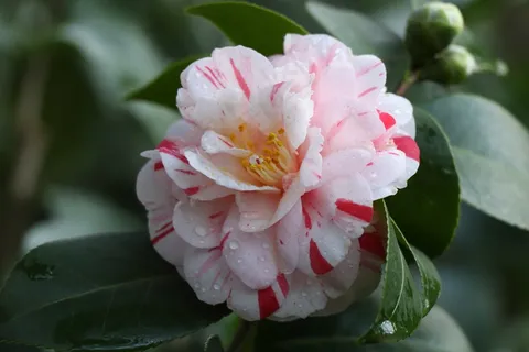 淡粉色茶花图片 淡粉色茶花图片