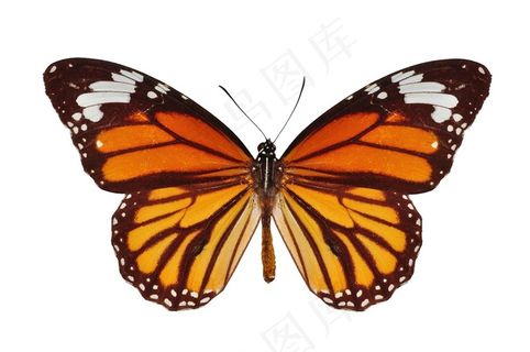 漂亮的彩蝶素材