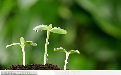 三颗嫩芽